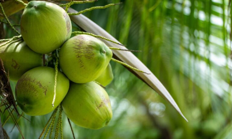 Coconut theft