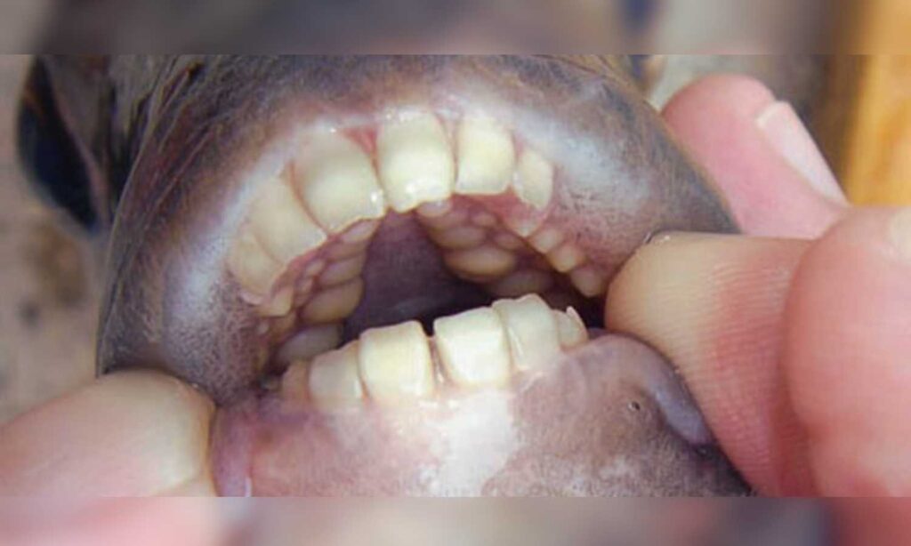 Fish with human teeth