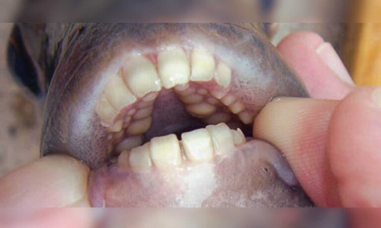 Fish with human teeth