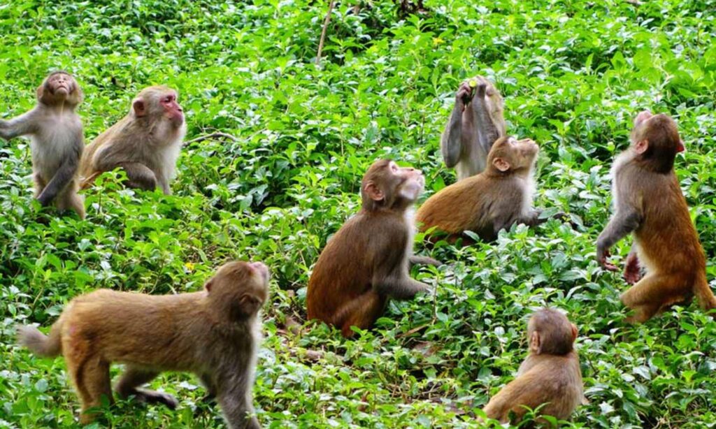 Kamareddy monkeys death triggers police investigation