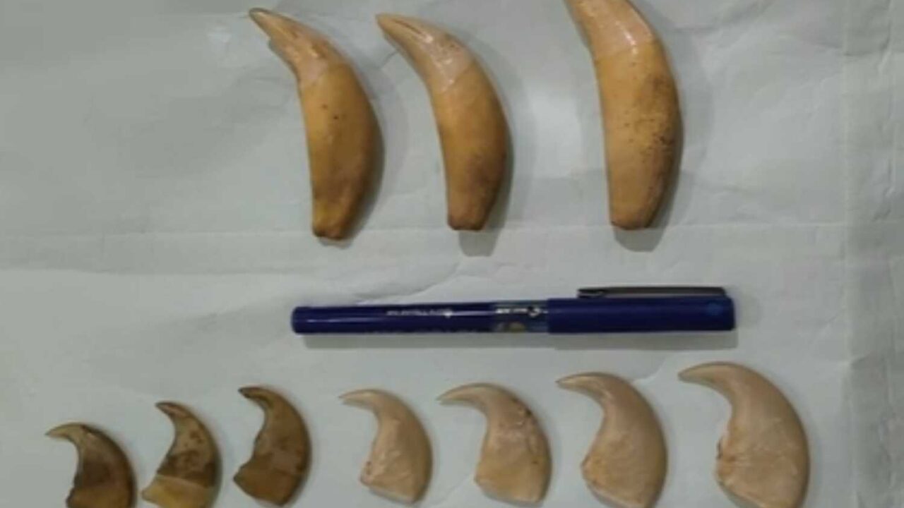 Tiger wildlife trafficking busted by DRI in Hyderabad