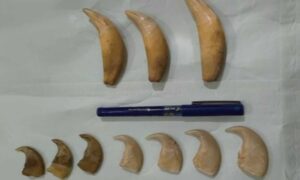 Tiger wildlife trafficking busted by DRI in Hyderabad